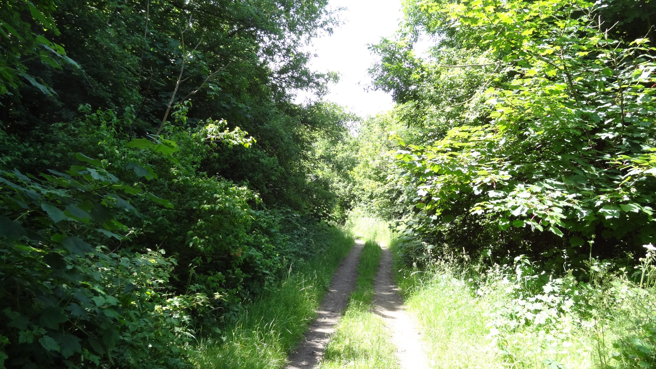 Woodland path across Banstead Downs SSSI green space, Banstead SM7