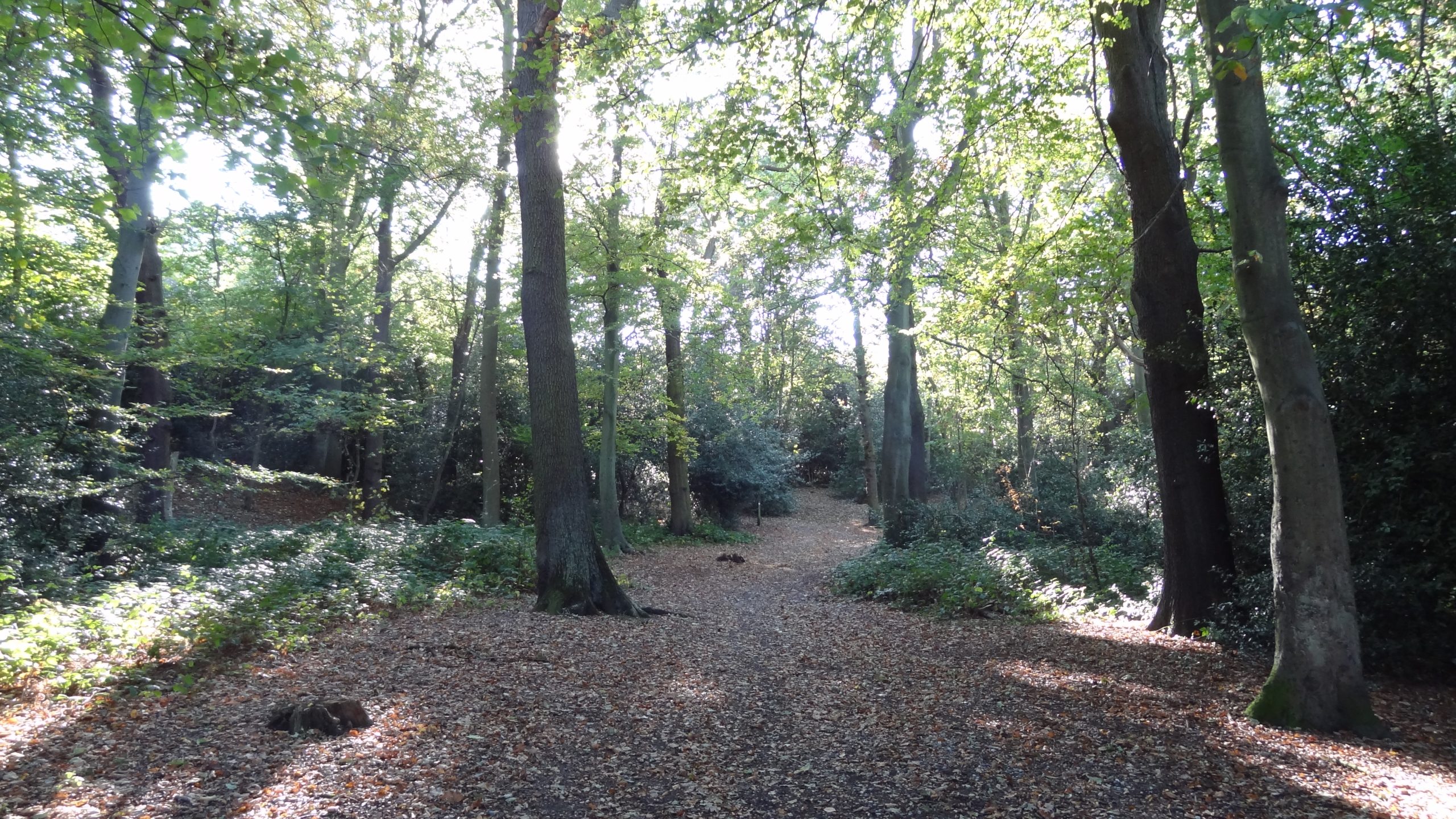 Woodland path through Croham Hurst green space in South Croydon CR2