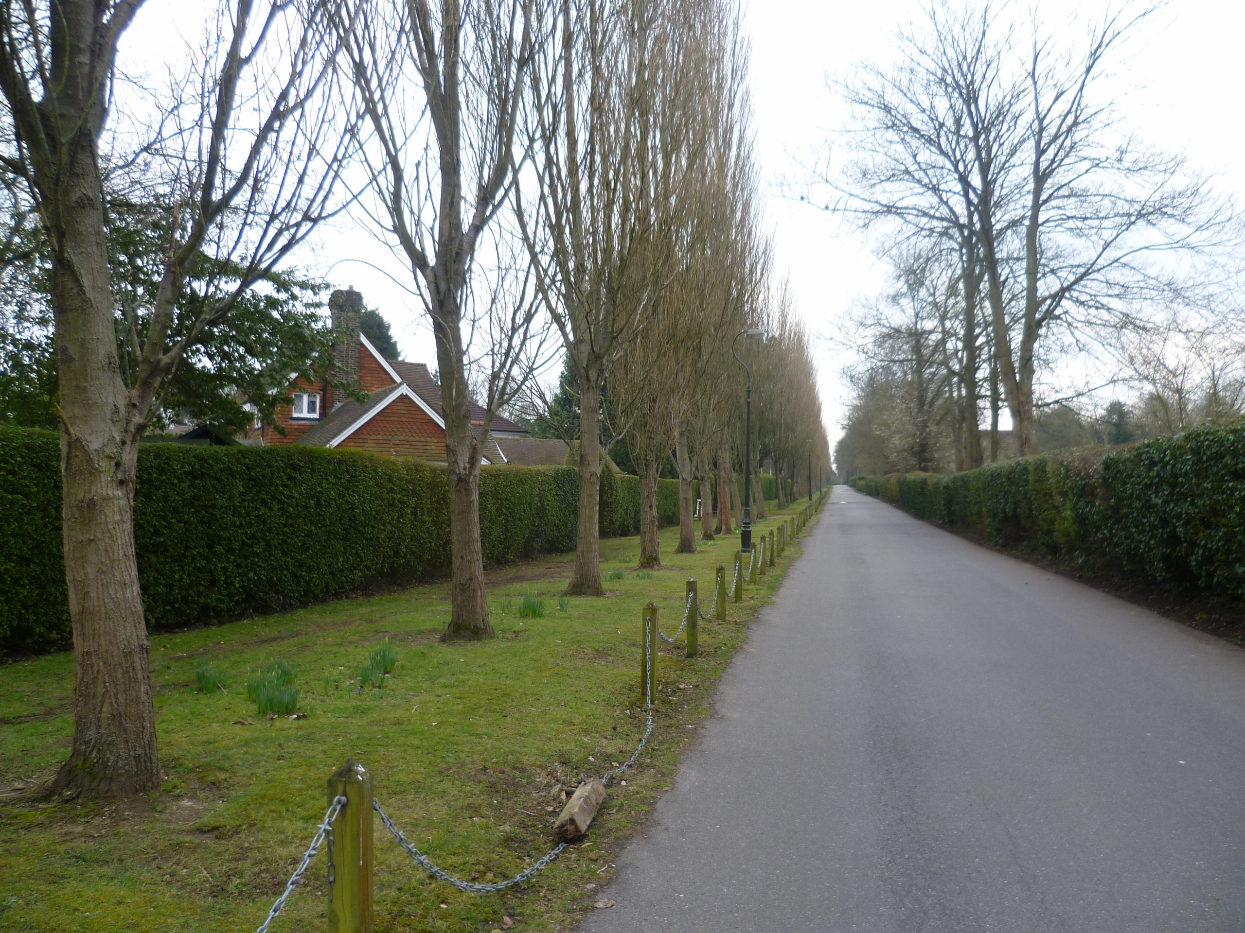 Promenade de Verdun poplar memorial avenue on the Woodcote Estate, Purley CR8
