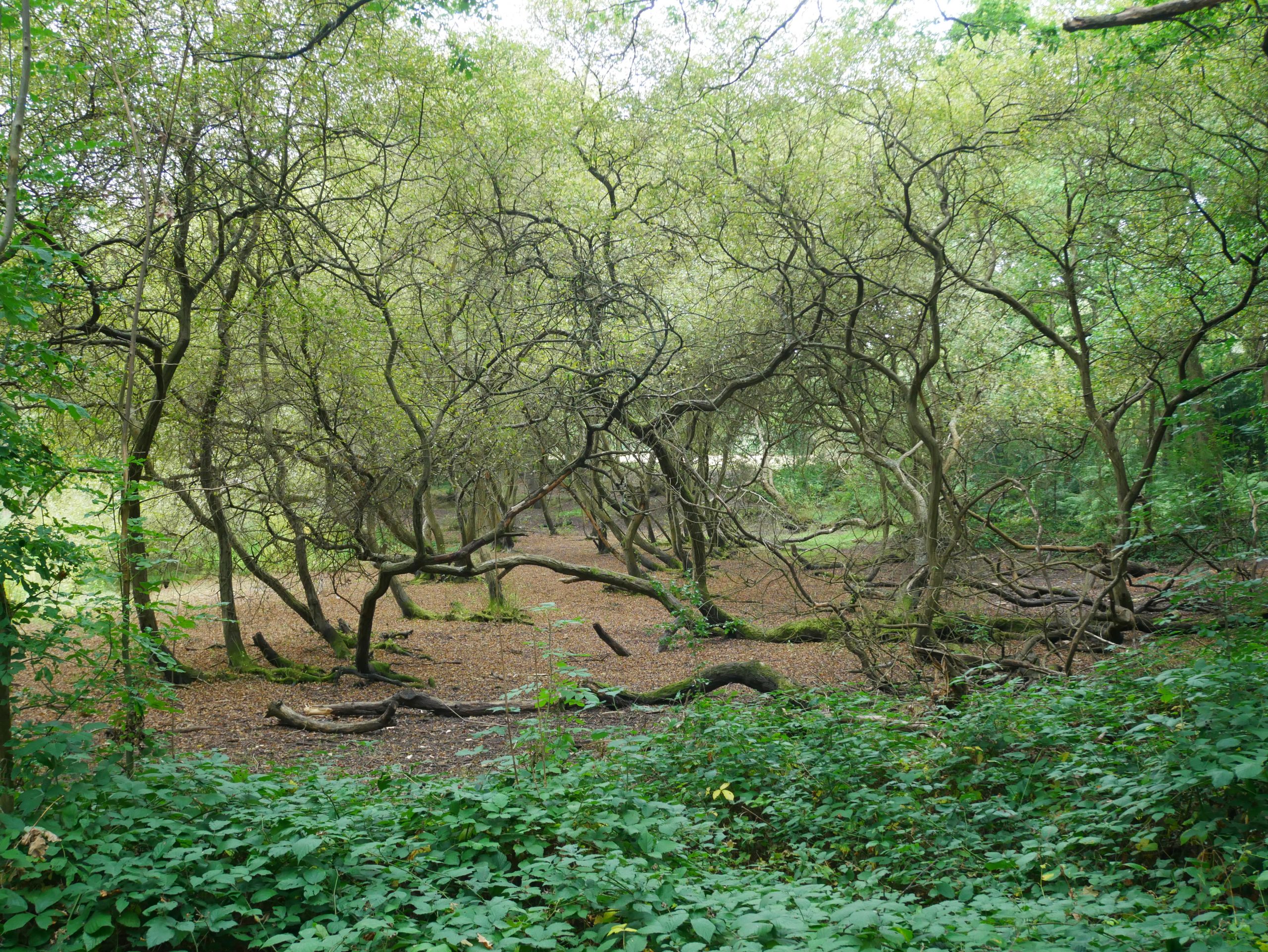 Woodland at Chislehurst Common BR7 - mature trees and green open space